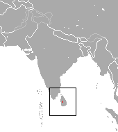 Sri Lankan shrew